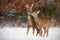 Mother and son roe deer, capreolus capreolus, in deep snow in winter kissing.