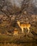 mother Spotted deer or Chital or Cheetal or axis axis with her fawn or baby in scenic and colorful landscape winter evening light
