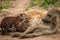 Mother Spotted hyena with a pup.