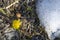 Mother-and-stepmother common Tussilago farfara. Yellow primrose flowers on the ground with snow in early spring.Beautiful natura