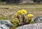 A mother-and-stepmother flower growing on rocks.