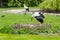 Mother stork feeding its youngs