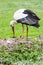 Mother stork feeding its youngs