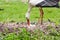 Mother stork feeding its youngs