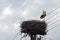 Mother Stork protecting her nest made on electrical pole in Melenci village in Vojvodina Serbia