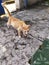 Mother stray cat in te yard