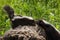 Mother Striped Skunk (Mephitis mephitis) Checks on Her Kit