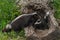Mother Striped Skunk (Mephitis mephitis) and Kits