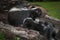 Mother Striped Skunk Mephitis mephitis Paw Over Kit