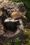 Mother Striped Skunk (Mephitis mephitis) Protects Her Kits in Lo