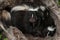 Mother Striped Skunk (Mephitis mephitis) Sits on Kit in Log