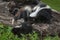 Mother Striped Skunk Mephitis mephitis Sniffs at Kit