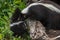 Mother Striped Skunk (Mephitis mephitis) Sniffs Kit