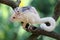 A mother sugar glider is foraging on a vine in the woods while holding her baby.