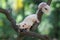 A mother sugar glider is foraging on a vine in the woods while holding her baby.