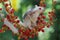 A mother sugar glider is foraging on a vine in the woods while holding her baby.