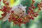 A mother sugar glider is foraging on a vine in the woods while holding her baby.