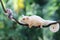 A mother sugar glider is foraging on a vine in the woods while holding her baby.