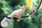 A mother sugar glider is foraging on a vine in the woods while holding her baby.