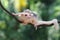 A mother sugar glider is foraging on a vine in the woods while holding her baby.