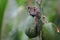 A mother sugar glider is looking for food while holding her two babies.