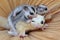 Mother sugar glider is looking for food while holding her two babies.