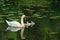 Mother swan with babies