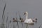 Mother swan and babies in rain