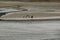 Mother Swan and chicks on the march on the mudflats outside Havelock Harbour