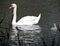 Mother swan with cute chick in the water of  sea  in  Kotka, Finland