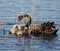 Mother swan and cybnets