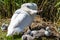 A mother swan guards her cute and fluffy cygnets from predators