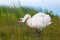 Mother Swan With her Chicks. White swan protects its offspring