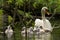 Mother Swan and her cygnets