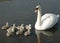 Mother swan and het cygnets