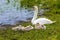 A mother swan keeps a watchful eye on her young cygnets on the banks of Raventhorpe Water, Northamptonshire, UK