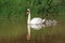 Mother swan with little babys