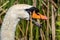 A mother swan protecting her cygnet from approaching danger