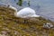 A mother swan protects her young on the eastern bank of Raventhorpe Water, Northamptonshire, UK