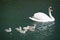 Mother swan swims with her babies on lake water