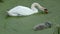 Mother swan with a young swan eats side by side in the ditch