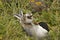 Mother Tern with baby chick on her back Farne Islands Northumbria UK