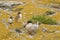 Mother Tern with her baby chicks Farne Islands Northumbria UK