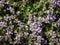 Mother of Thyme background macro