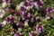 Mother of thyme flowers (Thymus praecox)