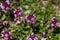 Mother of thyme flowers (Thymus praecox)