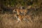 Mother tiger with her cub in the wild stalking prey at dhikala zone of  jim corbett national park