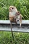 Mother Toque Macaque monkey nursing her baby at roadside in upcountry Sri Lanka