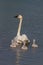 A Mother Trumpeter swan with her signets