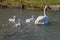A Mother Trumpeter swan with her signets